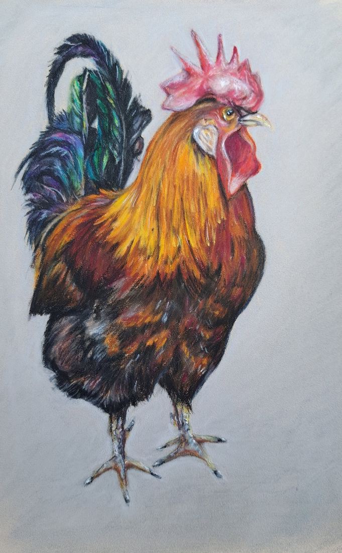 Pastel of a cockerel